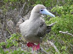 
The highlight of the trip to Genovesa is seeing the red-footed booby because they are found only at the fringes of the Galapagos, with over 140,000 pairs on Genovesa. Red-footed boobies are all brown with the exception of red legs and feet and a light blue bill with a red base.
